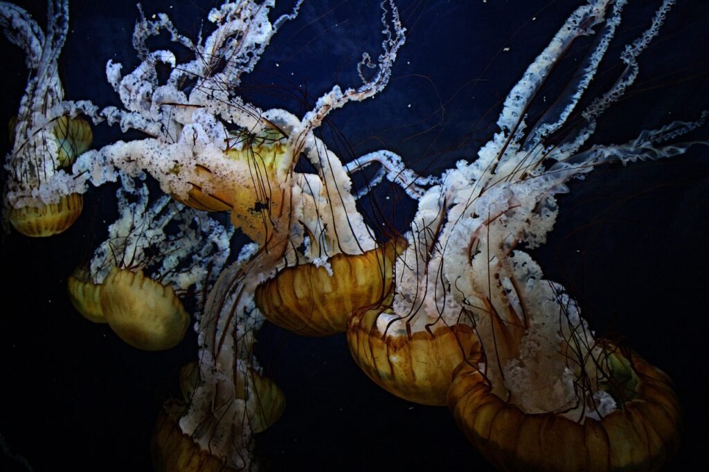 underwater, nature, sea-3140323.jpg